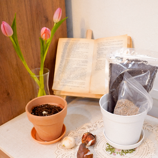 글라디올러스 구근 키트 7종의 1+1 키우기 봄, 여름 식물 실내정원 홈가드닝 키트
