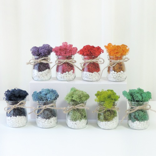 공기정화식물 스칸디아모스 자갈모스 화분 DIY 만들기 세트 11 colors
